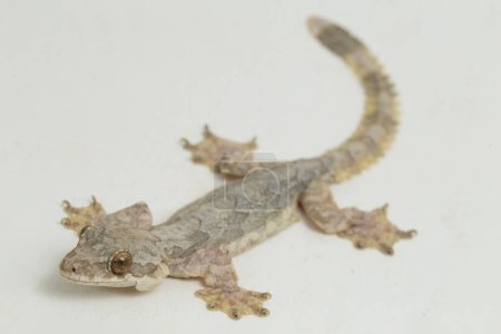 Foto de Gecko volador común Kuhl 's gecko volador Ptychozoon kuhli aislado sobre fondo blanco. - Imagen libre de derechos