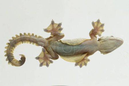 Foto de Gecko volador común Kuhl 's gecko volador Ptychozoon kuhli aislado sobre fondo blanco. - Imagen libre de derechos