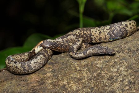 Téléchargez les photos : Le boa indonésien Candoia carinata ou le serpent boréal du Pacifique - en image libre de droit