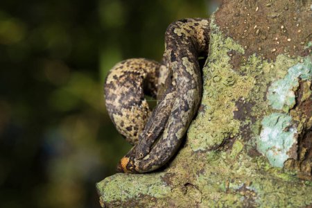 Foto de El árbol indonesio boa Candoia carinata o serpiente boa molida del Pacífico - Imagen libre de derechos