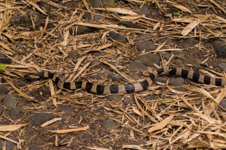 Foto de Serpiente krait con bandas, Bungarus fasciatus, serpiente altamente venenosa en la naturaleza - Imagen libre de derechos
