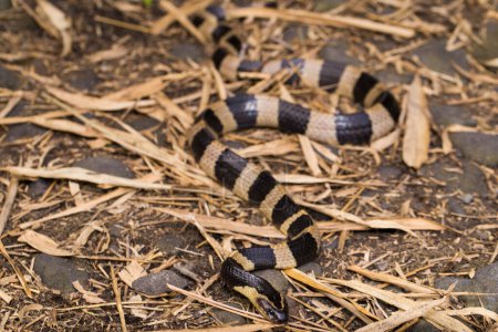 Foto de Serpiente krait con bandas, Bungarus fasciatus, serpiente altamente venenosa en la naturaleza - Imagen libre de derechos