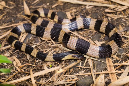 Photo for Banded krait snake, Bungarus fasciatus,  highly venomous snake in the wild - Royalty Free Image