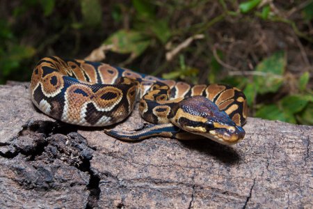 Kugelpythonschlange Python regius in freier Wildbahn