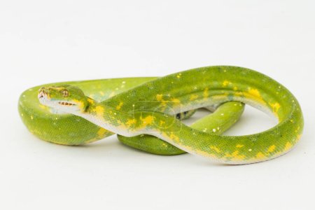 Foto de Árbol verde Python Morelia viridis serpiente biak aislado sobre fondo blanco - Imagen libre de derechos