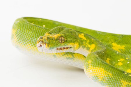 Foto de Árbol verde Python Morelia viridis serpiente biak aislado sobre fondo blanco - Imagen libre de derechos