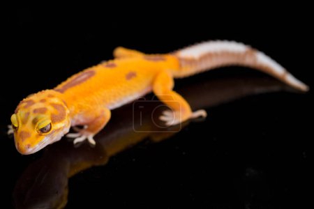 Photo for Leopard gecko, Eublepharis macularius, tremper albino isolated on black background - Royalty Free Image