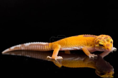 Photo for Leopard gecko, Eublepharis macularius, tremper albino isolated on black background - Royalty Free Image