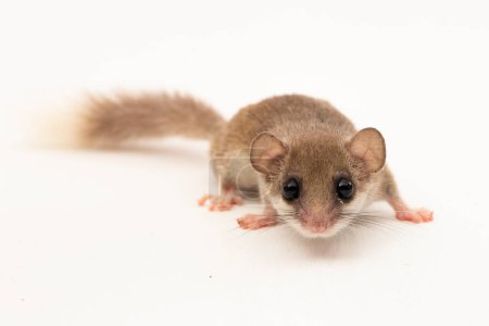 Photo for The woodland dormouse (Graphiurus murinus) African pygmy dormouse isolated on white background - Royalty Free Image
