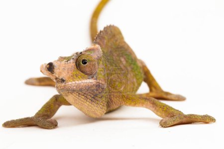 Photo for Chameleon Fischer Kinyongia fischeri isolated on white background - Royalty Free Image