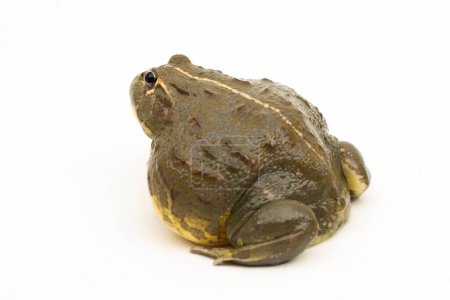 Photo for African Bull Frog ( Pyxicephalus adsperus edulis)  Pixie Frog isolated on white background - Royalty Free Image