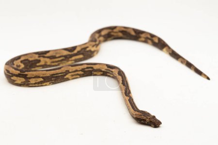 Téléchargez les photos : Le boa indonésien Candoia carinata ou le serpent boa du Pacifique isolé sur fond blanc - en image libre de droit
