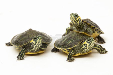Téléchargez les photos : La tortue luth à ventre jaune (Trachemys scripta scripta) isolée sur fond blanc - en image libre de droit