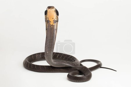 Serpiente del rey Cobra (Ophiophagus hannah), una serpiente venenosa nativa del sur de Asia aislada sobre fondo blanco