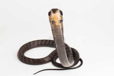 Foto de Serpiente del rey Cobra (Ophiophagus hannah), una serpiente venenosa nativa del sur de Asia aislada sobre fondo blanco - Imagen libre de derechos
