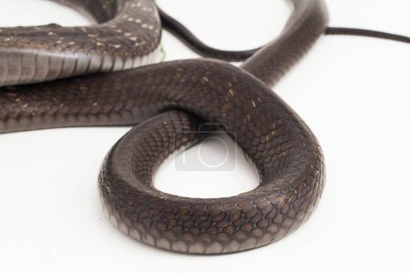 Foto de Serpiente del rey Cobra (Ophiophagus hannah), una serpiente venenosa nativa del sur de Asia aislada sobre fondo blanco - Imagen libre de derechos