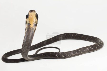 Serpiente del rey Cobra (Ophiophagus hannah), una serpiente venenosa nativa del sur de Asia aislada sobre fondo blanco