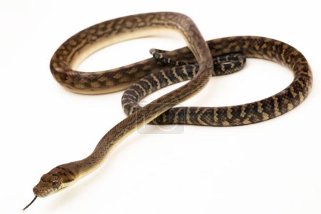 Foto de La pitón exfoliante (Morelia amethistina) Amethystine python serpiente aislada sobre fondo blanco - Imagen libre de derechos
