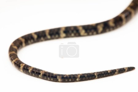 Foto de La pitón exfoliante (Morelia amethistina) Amethystine python serpiente aislada sobre fondo blanco - Imagen libre de derechos