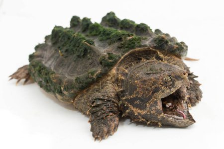Photo for The alligator snapping turtle (Macrochelys temminckii) isolated on white background - Royalty Free Image