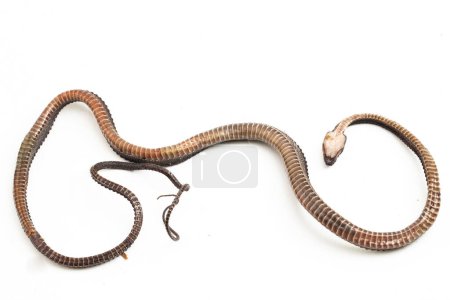 Photo for The dragon snake, Javan tubercle snake, Javan mudsnake, or rough-backed litter snake Xenodermus javanicus isolated on white background - Royalty Free Image