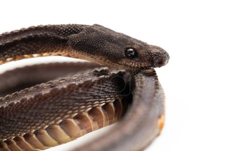 Photo for The dragon snake, Javan tubercle snake, Javan mudsnake, or rough-backed litter snake Xenodermus javanicus isolated on white background - Royalty Free Image