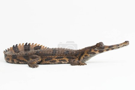Photo for False gharial crocodile (Tomistoma schlegelii) isolated on white background - Royalty Free Image