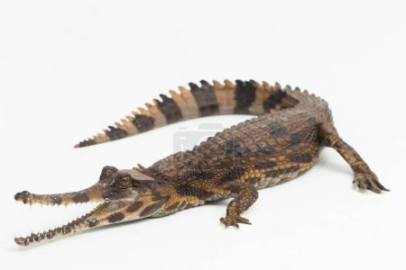 Photo for False gharial crocodile (Tomistoma schlegelii) isolated on white background - Royalty Free Image