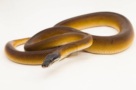 Téléchargez les photos : Albertisi doré, serpent python à lèvres blanches (Leiopython albertisi) isolé sur fond blanc - en image libre de droit