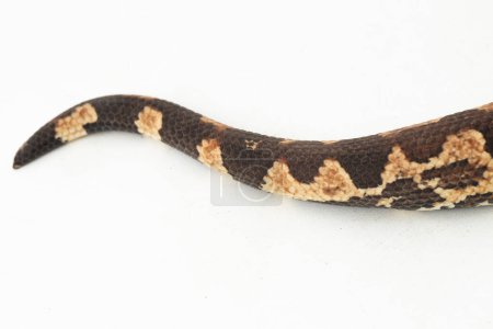 Foto de Serpiente boa molida de la isla Salomón o Candoia carinata paulsoni aislada sobre fondo blanco - Imagen libre de derechos