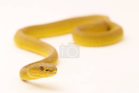 Photo for Yellow Sunda Island pitviper snake Trimeresurus insularis wetar isolated on white background - Royalty Free Image