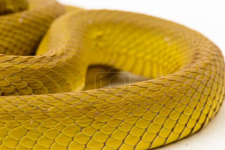 Photo for Yellow Sunda Island pitviper snake Trimeresurus insularis wetar isolated on white background - Royalty Free Image