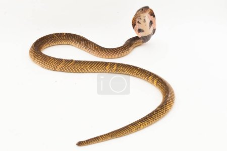 Foto de Cobra escupida ecuatorial o serpiente Cobra escupida dorada (Naja sumatrana) aislada sobre fondo blanco - Imagen libre de derechos