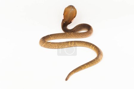 Foto de Cobra escupida ecuatorial o serpiente Cobra escupida dorada (Naja sumatrana) aislada sobre fondo blanco - Imagen libre de derechos