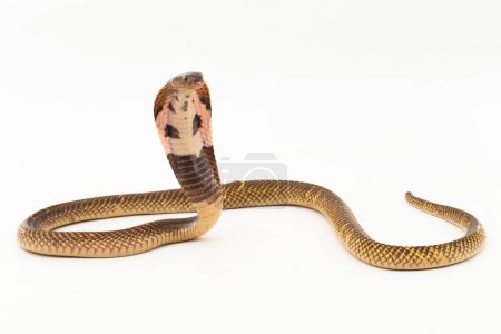 Cobra escupida ecuatorial o serpiente Cobra escupida dorada (Naja sumatrana) aislada sobre fondo blanco