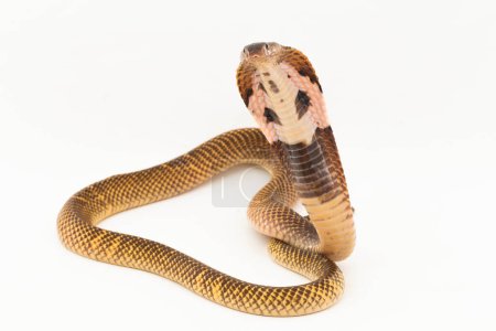 Photo for Equatorial Spitting cobra or Golden Spitting Cobra snake (Naja sumatrana) isolated on white background - Royalty Free Image