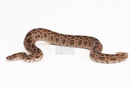Photo for Russel`s Viper snake or Eastern Russels Viper Daboia siamensis isolated on white background - Royalty Free Image