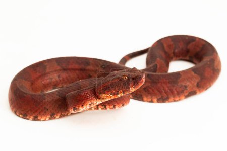 Photo for Flat-nosed pitviper snake Craspedocephalus Trimeresurus puniceus isolated on white background - Royalty Free Image
