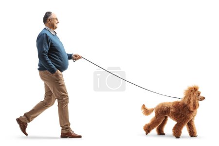 Téléchargez les photos : Photo de profil pleine longueur d'un homme mature marchant sur un chien caniche rouge isolé sur fond blanc - en image libre de droit