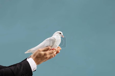 Téléchargez les photos : Male hand holding a white dove isolated on blue background - en image libre de droit
