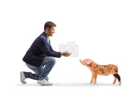 Photo for Full length profile shot of a man kneeling and feeding a piglet isolated on white background - Royalty Free Image