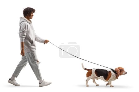 Photo for Full length profile shot of a young african american man walking a basset hound dog on a lead isolated on white background - Royalty Free Image