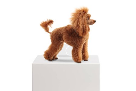 Téléchargez les photos : Vue de profil d'un chien caniche rouge toiletté sur un piédestal blanc isolé sur fond blanc - en image libre de droit
