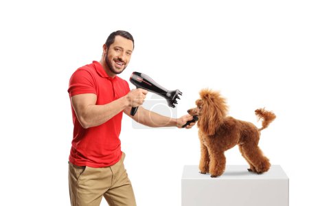 Téléchargez les photos : Homme toiletteur coup séchage d'un chien caniche rouge isolé sur fond blanc - en image libre de droit