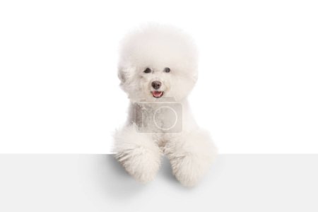 Téléchargez les photos : Groomed white Bichon Frise dog standing behind a white panel isolated on white background - en image libre de droit