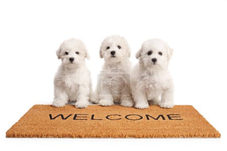Téléchargez les photos : Three birchin frise puppies standing on a welcome door mat isolated on white background - en image libre de droit