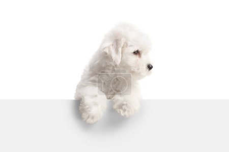 Foto de Bichon Frise puppy standing behind a white panel and looking to the side isolated on white background - Imagen libre de derechos