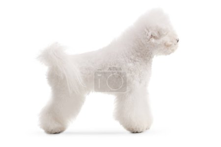 Téléchargez les photos : Full length side shot of a bichon frise dog isolated on white background - en image libre de droit