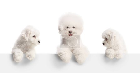 Téléchargez les photos : Adult bichon frise dog and two puppies standing behind a white panel isolated on white background - en image libre de droit