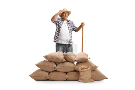 Photo for Smiling farmer with a wooden tool standing behind burlap sacks with potatoes isolated on white background - Royalty Free Image